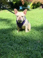 Jax , a male French Bulldog for sale in Clarksburg, NJ – 3 of 10