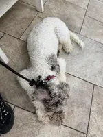 Tess, a female Shepadoodle for sale in Concord, NC – 3 of 3