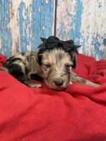 Salma, a female Shepadoodle for sale in Concord, NC – 2 of 3