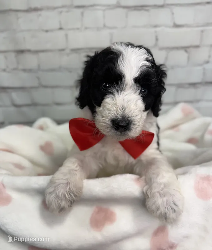 Ranger – Miniature Bernedoodle puppy for sale in Concord, NC
