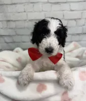 Ranger, a male Miniature Bernedoodle for sale in Concord, NC – 2 of 6