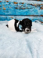 Bennett, a male Poodle - Standard  for sale in Concord, NC – 2 of 3