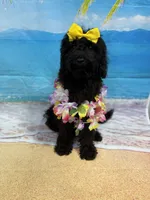 Raven, a female Miniature Bernedoodle for sale in Concord, NC – 2 of 9