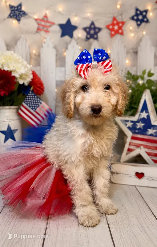 Reina – Miniature Bernedoodle puppy on hold in Concord, NC
