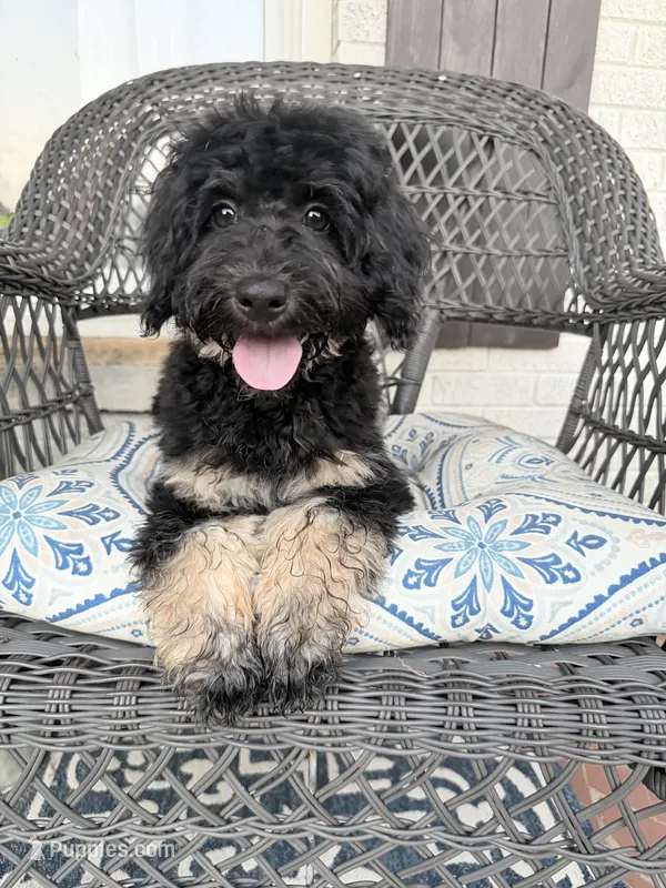 Teagan – Poodle - Miniature , Shepadoodle puppy for sale in Concord, NC