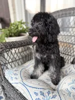 Trudy, a female Poodle - Miniature  and Shepadoodle for sale in Concord, NC – 2 of 9