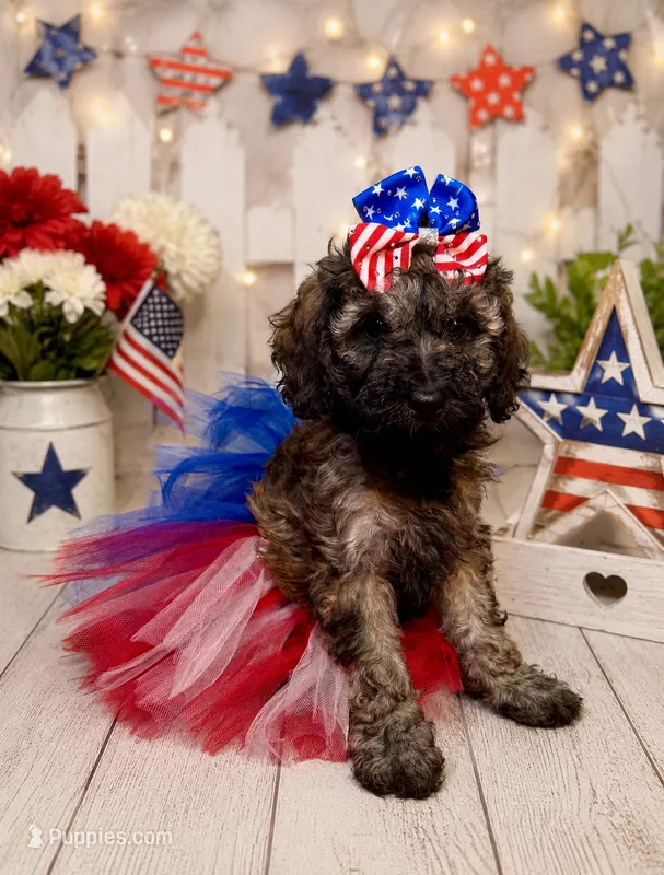 Rosa – Miniature Bernedoodle puppy for sale in Concord, NC