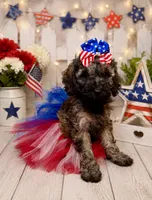 Rosa, a female Miniature Bernedoodle for sale in Concord, NC – 1 of 7