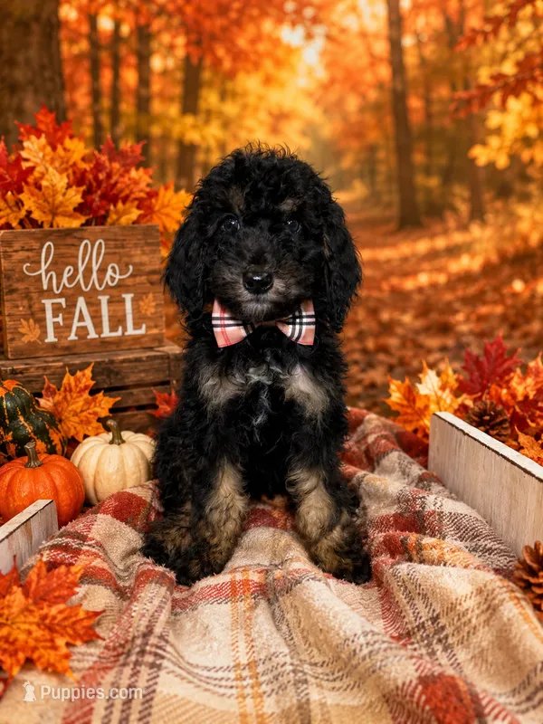 Adyen – Poodle - Miniature  puppy for sale in Concord, NC