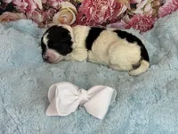 Reba, a female Miniature Bernedoodle for sale in Concord, NC – Photo 4 of 5