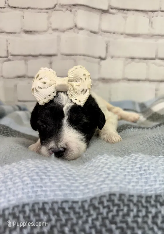 Reba – Miniature Bernedoodle puppy for sale in Concord, NC