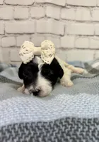 Reba, a female Miniature Bernedoodle for sale in Concord, NC – Photo 1 of 5