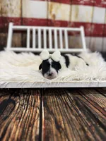 Reba, a female Miniature Bernedoodle for sale in Concord, NC – Photo 3 of 5