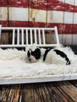 Reba, a female Miniature Bernedoodle for sale in Concord, NC – Photo 2 of 5