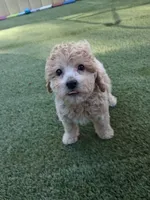 Creed, a male Miniature Goldendoodle for sale in Concord, NC – 8 of 8