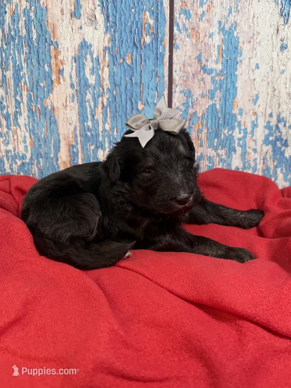 Sloane – Shepadoodle puppy for sale in Concord, NC