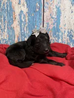 Sloane, a female Shepadoodle for sale in Concord, NC – 1 of 3