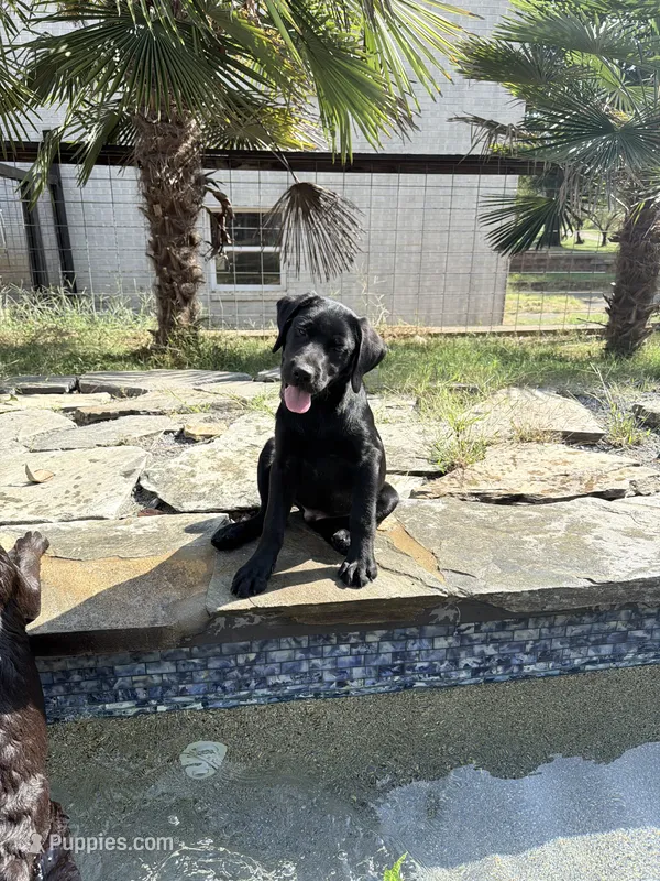 Moses – Labrador Retriever puppy for sale in Concord, NC