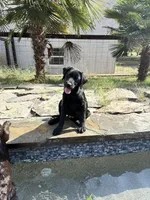 Moses, a male Labrador Retriever for sale in Concord, NC – 1 of 7