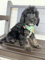 Callum, a male Miniature Goldendoodle for sale in Concord, NC – 3 of 6