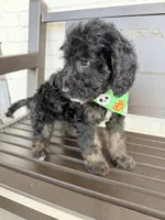 Callum, a male Miniature Goldendoodle for sale in Concord, NC – 6 of 6