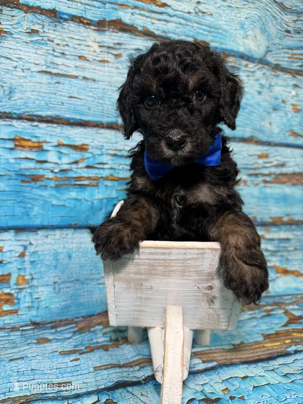 Adyen – Poodle - Miniature  puppy for sale in Concord, NC