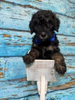 Adyen, a male Poodle - Miniature  for sale in Concord, NC – 3 of 5
