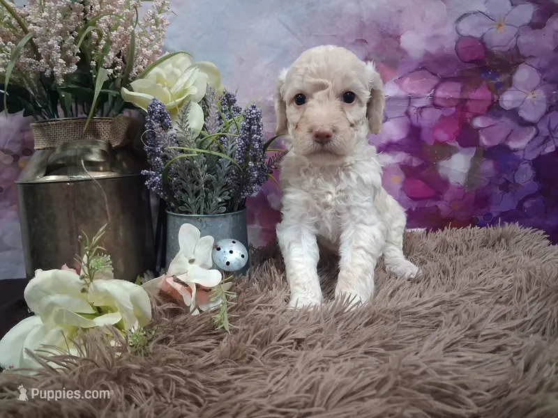 Clarissa – Miniature Goldendoodle puppy for sale in Concord, NC