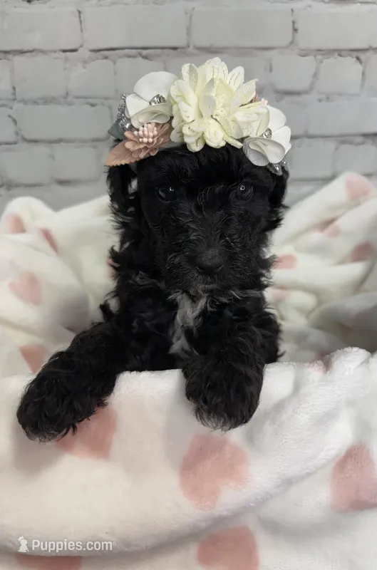 Rarity – Miniature Bernedoodle puppy for sale in Concord, NC