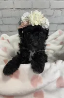 Rarity, a female Miniature Bernedoodle for sale in Concord, NC – 2 of 6