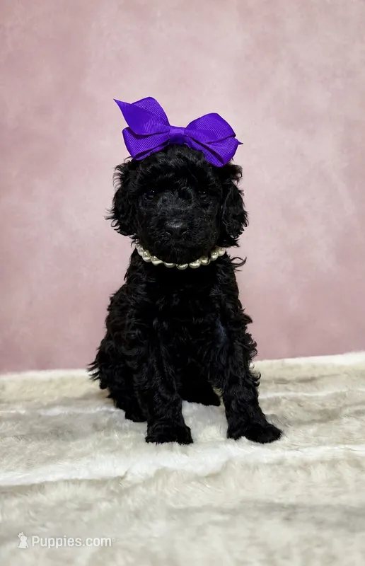 Cecily – Miniature Goldendoodle puppy for sale in Concord, NC