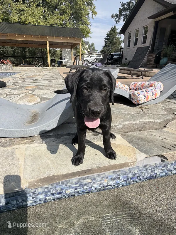 Noah – Labrador Retriever puppy for sale in Concord, NC