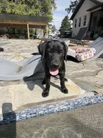 Noah, a male Labrador Retriever for sale in Concord, NC – 1 of 8