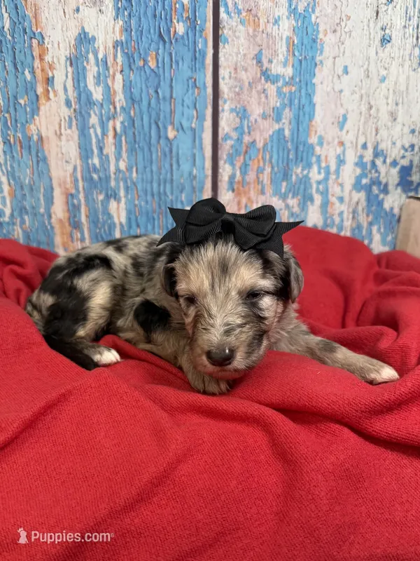 Salma – Shepadoodle puppy for sale in Concord, NC