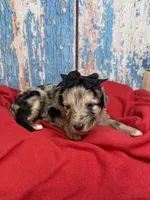 Salma, a female Shepadoodle for sale in Concord, NC – 1 of 3