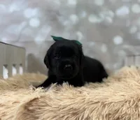 Junia, a female Labrador Retriever for sale in Concord, NC – 4 of 5