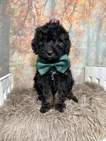 Allister, a male Poodle - Miniature  for sale in Concord, NC – 2 of 5