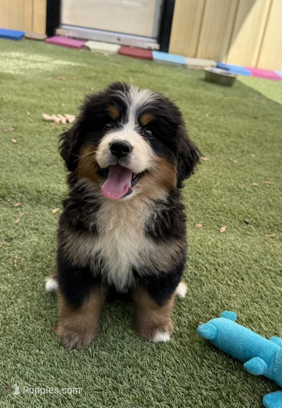 Velma – Bernese Mountain Dog puppy for sale in Concord, NC