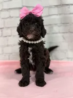 Lucia, a female Poodle - Miniature  for sale in Concord, NC – Photo 1 of 7