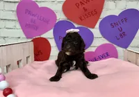 Lucia, a female Poodle - Miniature  for sale in Concord, NC – Photo 6 of 7