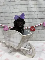 Lucia, a female Poodle - Miniature  for sale in Concord, NC – Photo 4 of 7