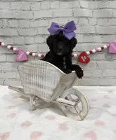 Lucia, a female Poodle - Miniature  for sale in Concord, NC – Photo 2 of 7