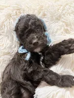 Lucia, a female Poodle - Miniature  for sale in Concord, NC – Photo 5 of 7