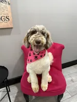 Tess, a female Shepadoodle for sale in Concord, NC – 1 of 4