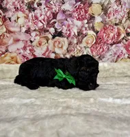 Allister, a male Poodle - Miniature  for sale in Concord, NC – 2 of 2