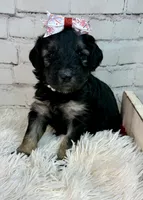 Paloma, a female Shepadoodle for sale in Concord, NC – 2 of 4