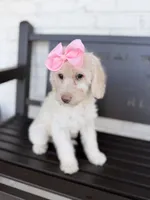 Celeste, a female Miniature Goldendoodle for sale in Concord, NC – 1 of 6