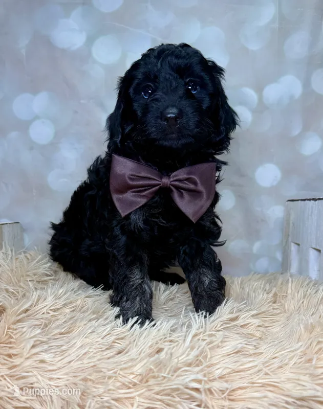 Tatum – Poodle - Miniature , Shepadoodle puppy for sale in Concord, NC