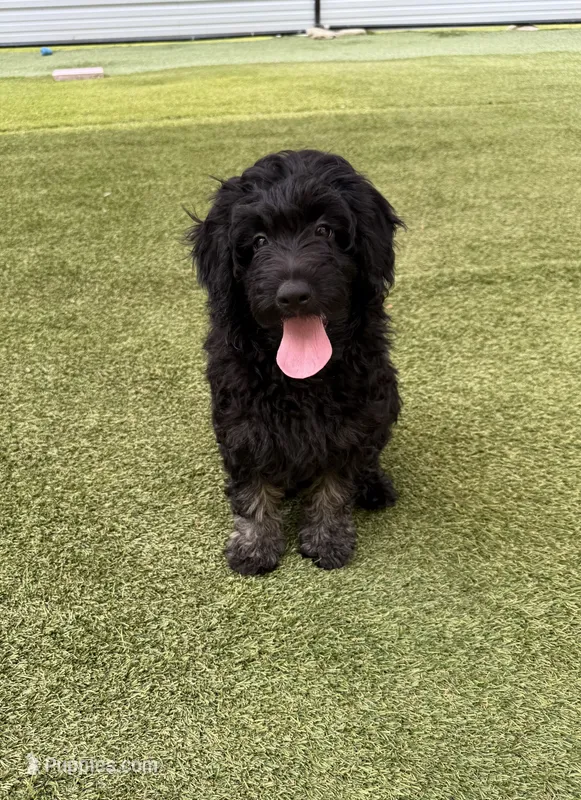 Tatum – Poodle - Miniature , Shepadoodle puppy for sale in Concord, NC