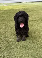 Tatum, a male Poodle - Miniature  and Shepadoodle for sale in Concord, NC – 1 of 8